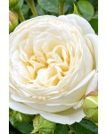 Троянда шраб Артеміс|Shrub Rose Artemis|Роза шраб Артемис